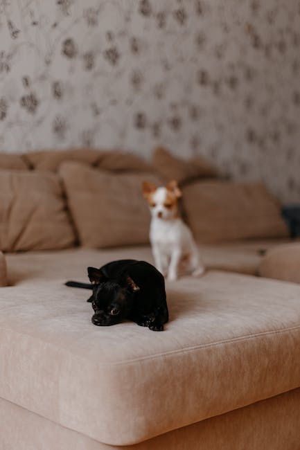 The Top 3 Common Pitfalls of Allowing Pets in a Rental Property
